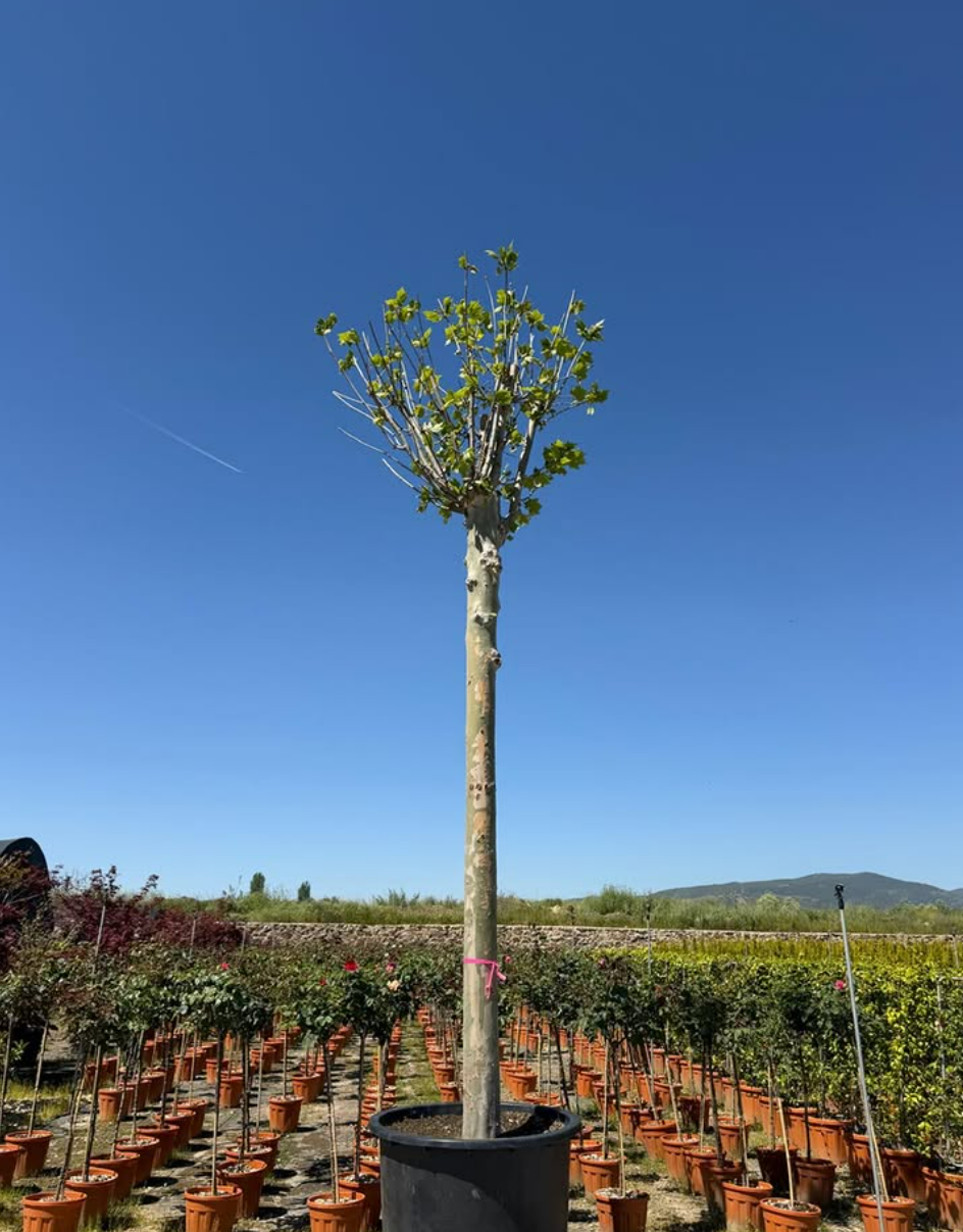 Platanus orientalis