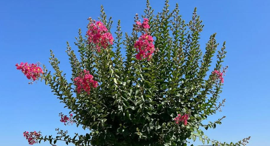 Lagerstroemia indica