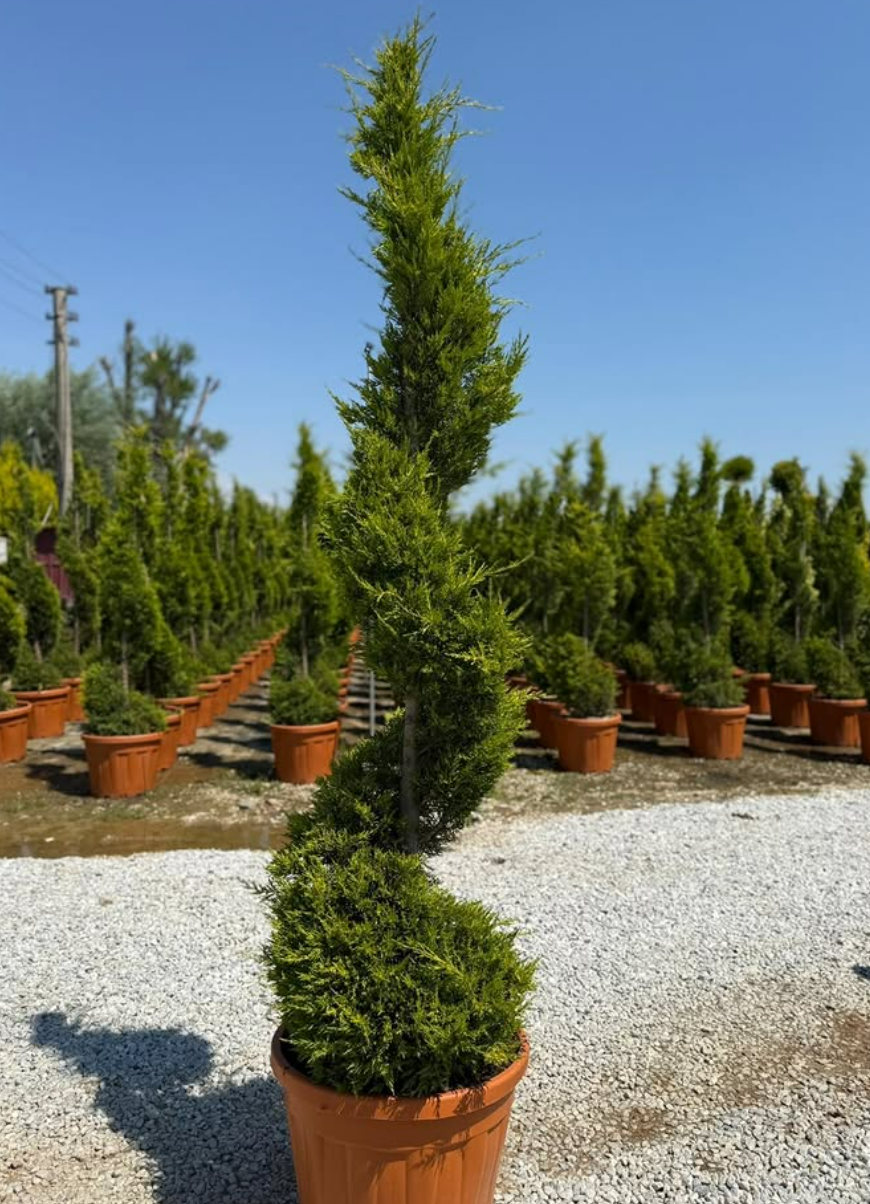 Cupressus sempervirens